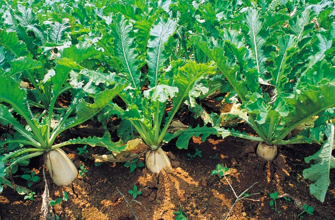 萝卜怎么防空心 萝卜防空心增施硼肥方法是什么呢？