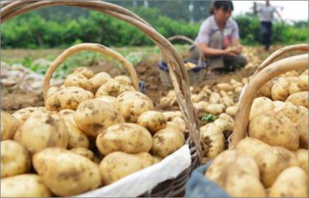 土豆的种植方法，如何种植土豆