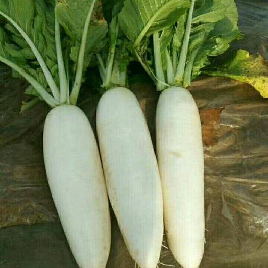萝卜种植技术